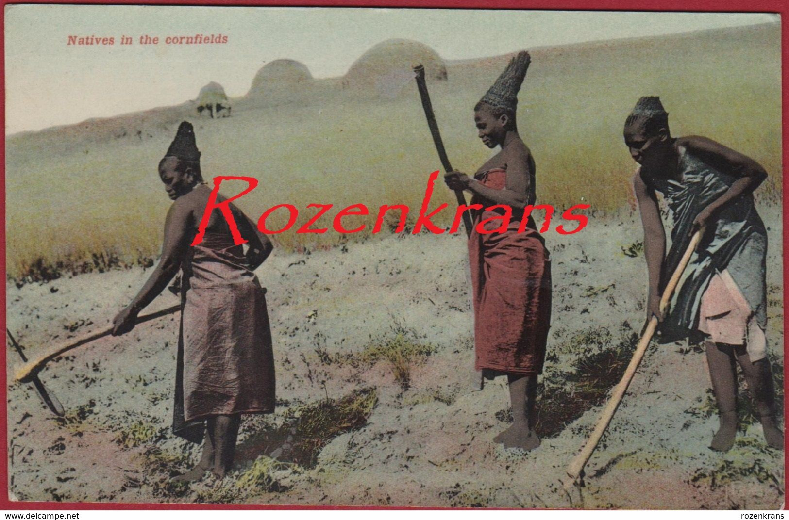 Zuid Afrika South Africa Natives In The Cornfields Ethnic Ethnique Etnisch Tribe Tribal Tribu Afrique CPA - Afrique Du Sud