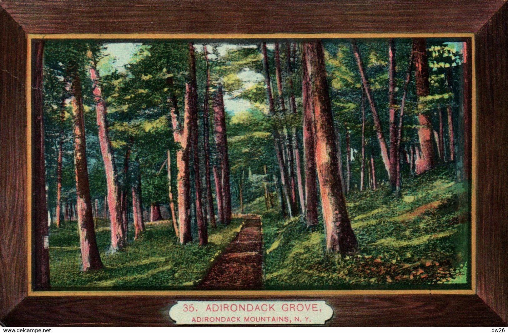 Adirondack Grove, Adirondack Mountains - New York NY - Publ. By N.W.P. & P. Co. N° 35 - Adirondack