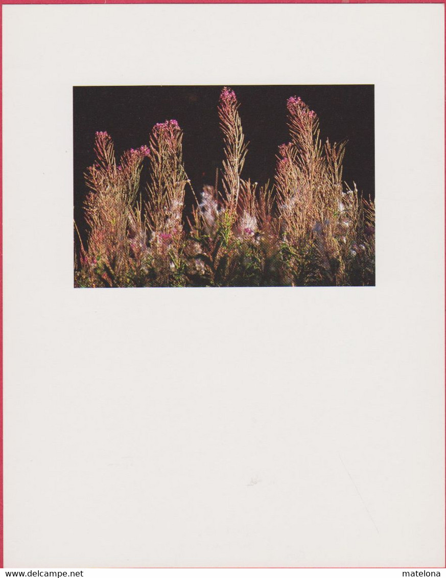 PLANTES MEDICINALES EPILOBES 11 X 14 CENTIMETRES  CURANDERA 1991 PHOTO FABIAN DA COSTA - Medicinal Plants