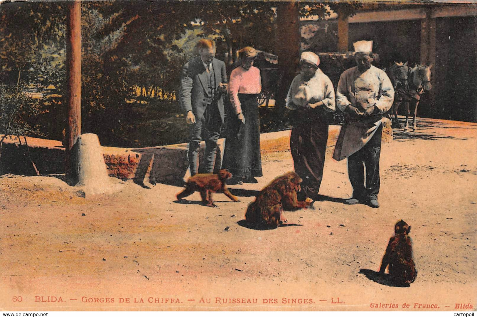 Algérie - Blida - Gorges De La Chiffa - Belle Animation Colorisée Au Ruisseau Des Singes - Blida