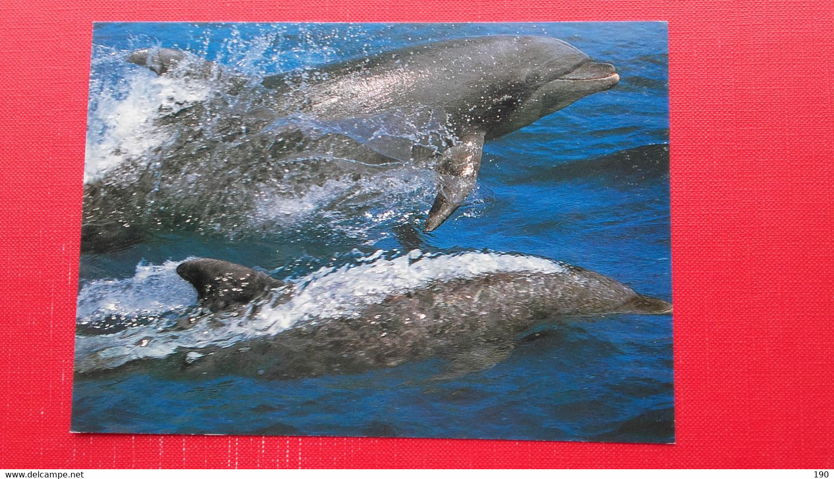 ASMS.Grosser Tummler(Tursiops Truncatus) - Dauphins