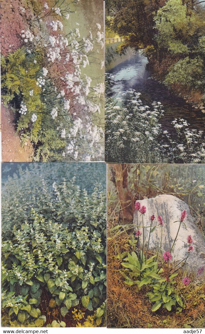 118 Cards Medicinal Plants; Ed. Gehe & Co.,Dresden  Arznei - Planzen Aus Jahre 60  Serie Complet (?) Unused - Medicinal Plants