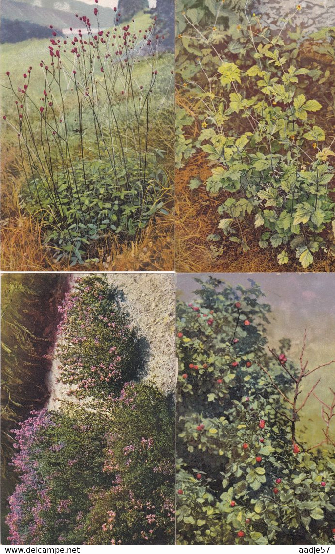 118 cards Medicinal plants; Ed. Gehe & Co.,Dresden  Arznei - Planzen aus Jahre 60  serie complet (?) unused