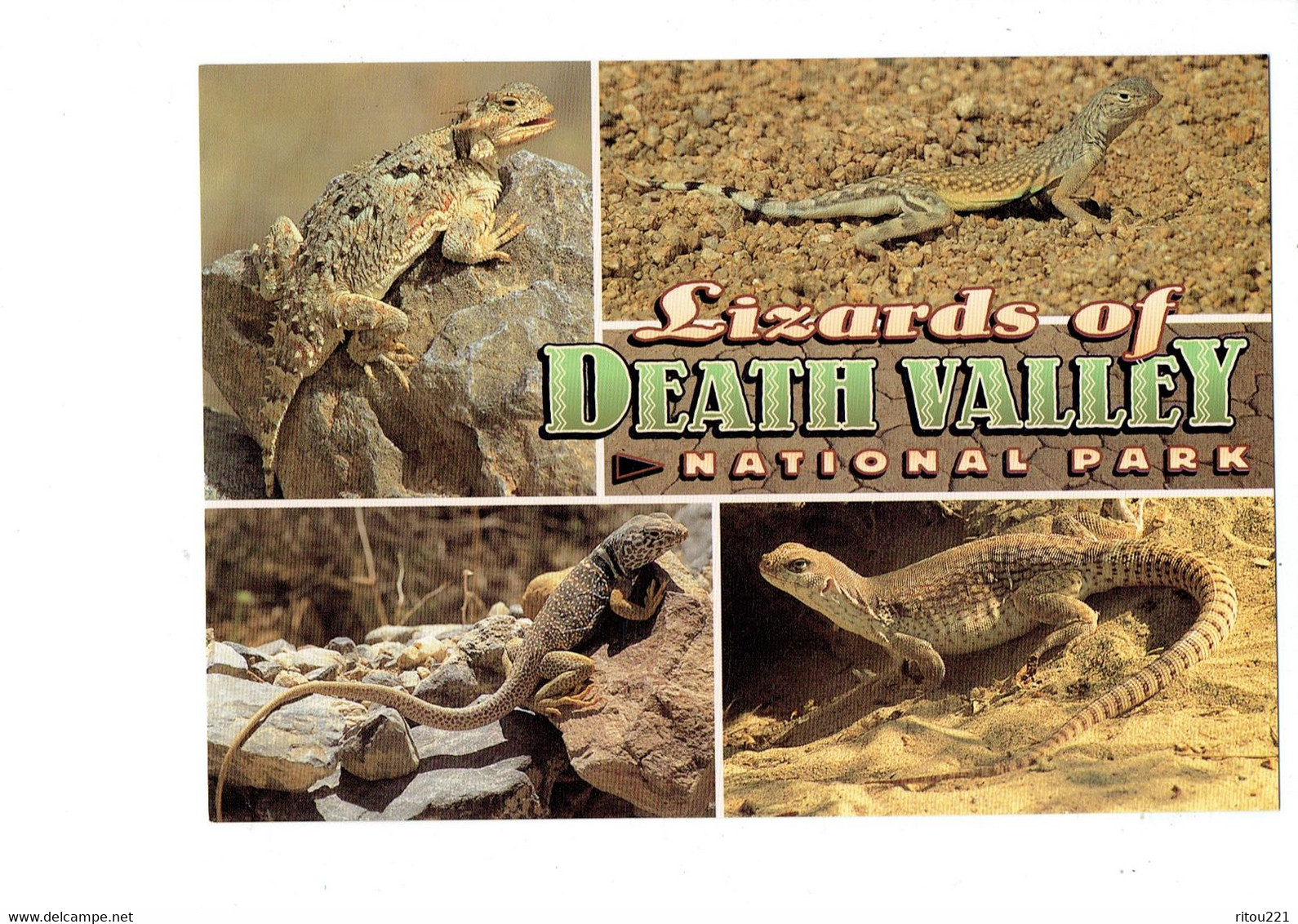 Cpm - California - Death Valley -  Iguane Du Désert Lézard - Lettre Alphabet Décorée - Death Valley