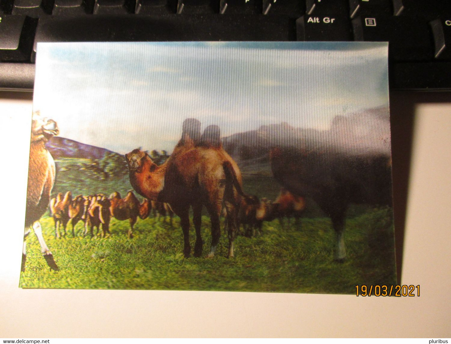 MONGOLIA OLD STEREOSCOPIC CARD CAMELS ZABHAN AIMAK  , 0 - Mongolië