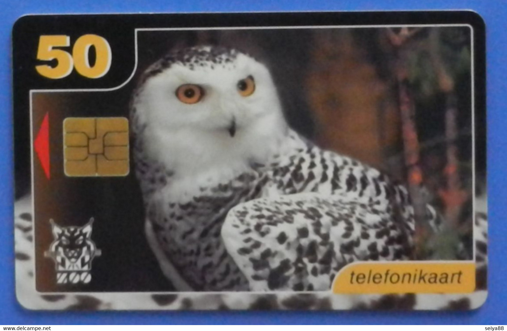 Estonia Eesti Snowy Owl Gufo Bird Oiseaux Vogel Birds Owls Zoo - Hiboux & Chouettes