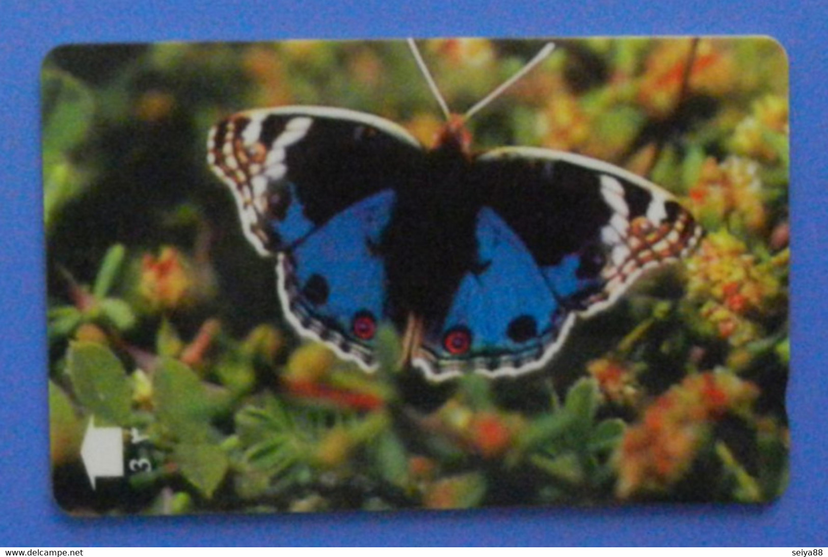 Oman Butterfly Papillon Mariposa Schmetterling Farfalla Insect Butterflies Blue Pansy - Farfalle