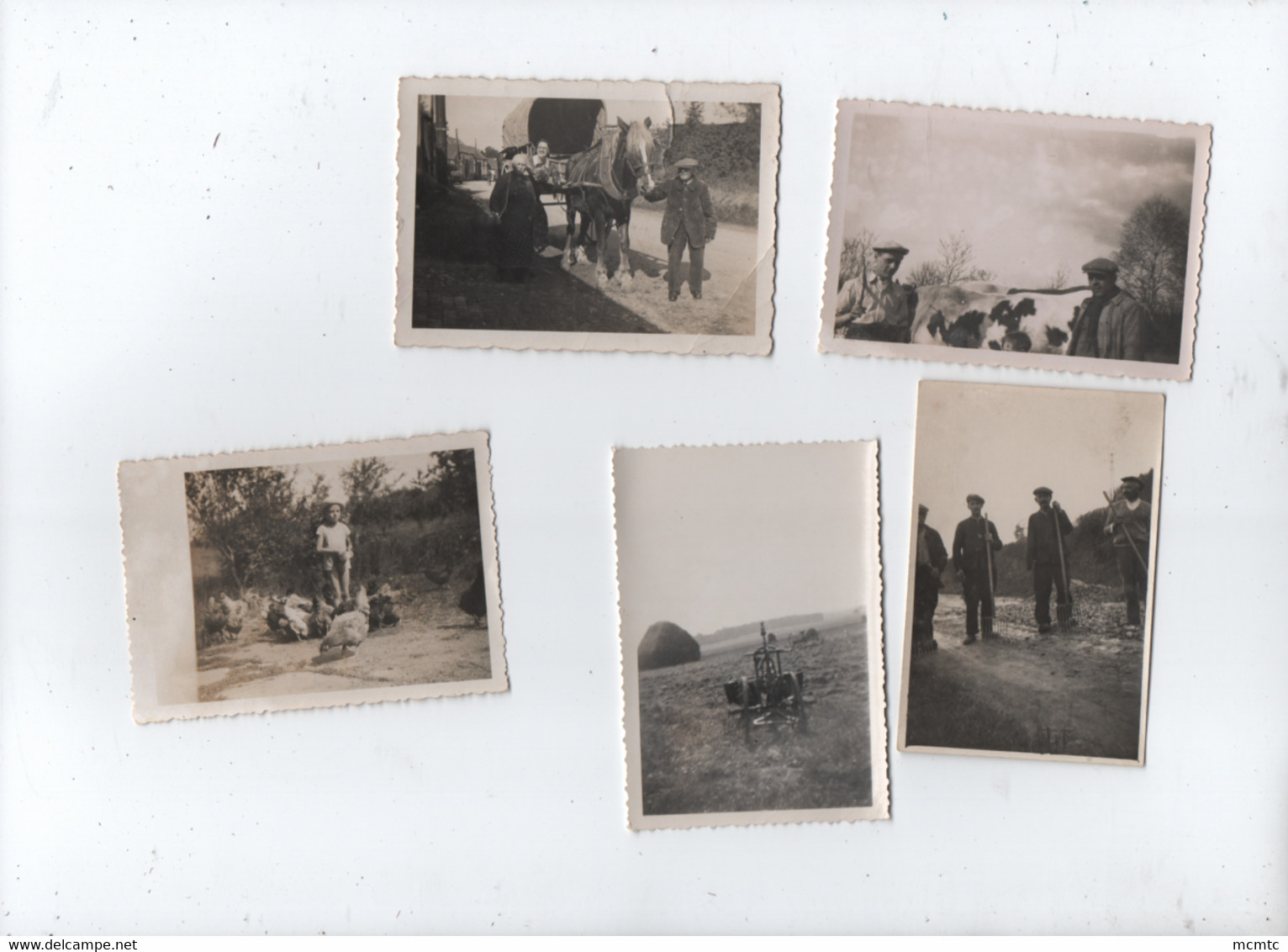 5 Petites Photos - Agricole , Agricoles , Agriculture , Agricultures - Other & Unclassified