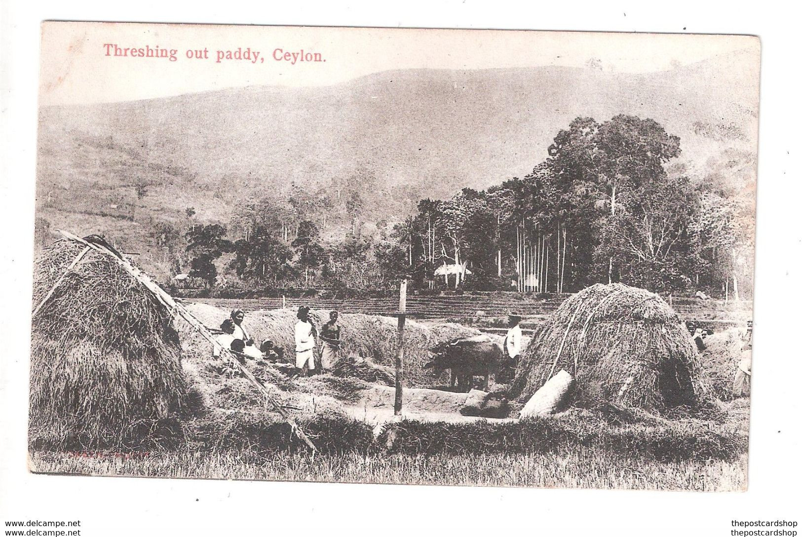 SRI LANKA THRESHING OUT PADDY CEYLON BELLE ANIMATION - Sri Lanka (Ceylon)