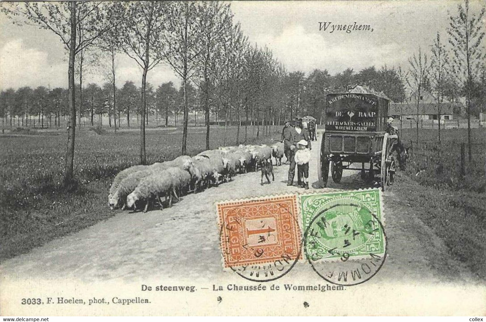 BELGIQUE / BELGIË / WIJNEGEM / DE STEENWEG / LA CHAUSSEE DE WOMMELGEM / ANIMEE MOUTONS CHARETTE / PHOTO HOELEN N° 3033 - Wijnegem