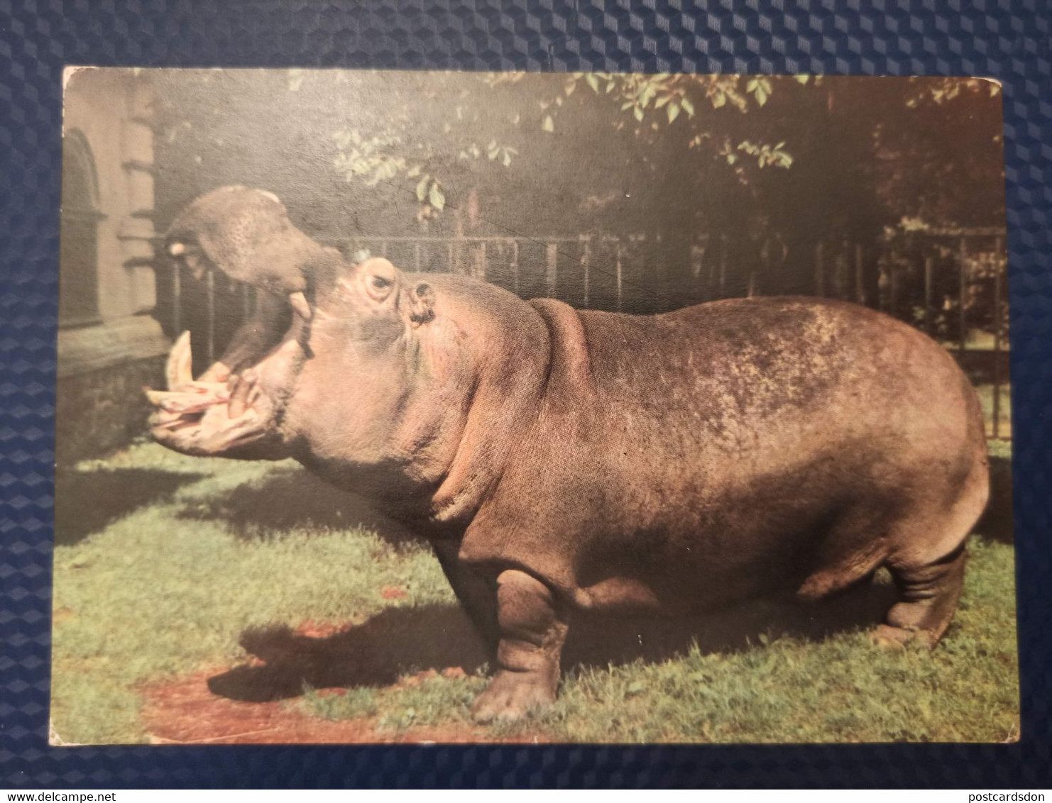 Hippo - Wroclaw ZOO -  Old PC 1970s - Ippopotami