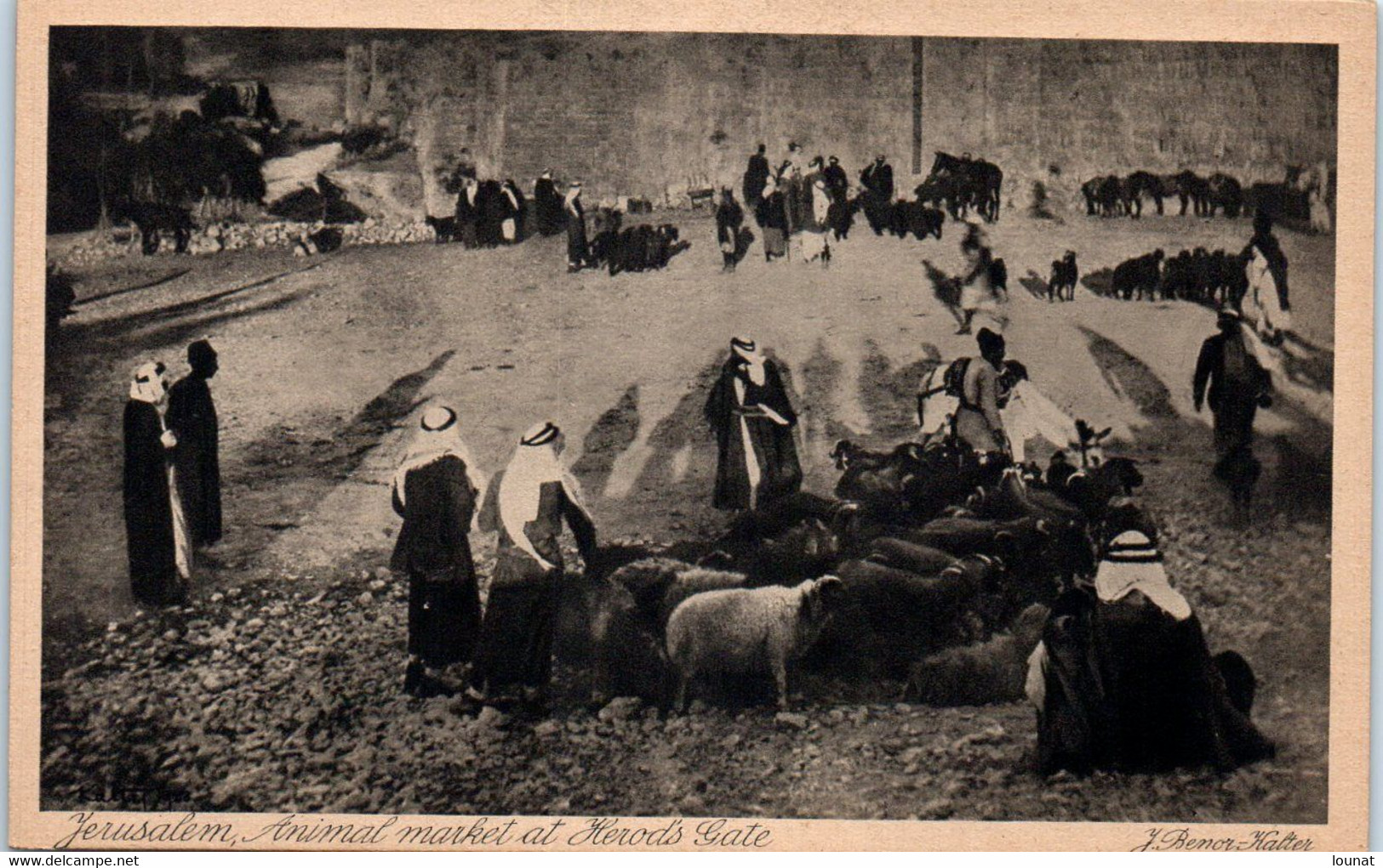 Asie Palestine - JERUSALEM , Animal Market At Herod's Gate - J. Benor Halter - - Palästina