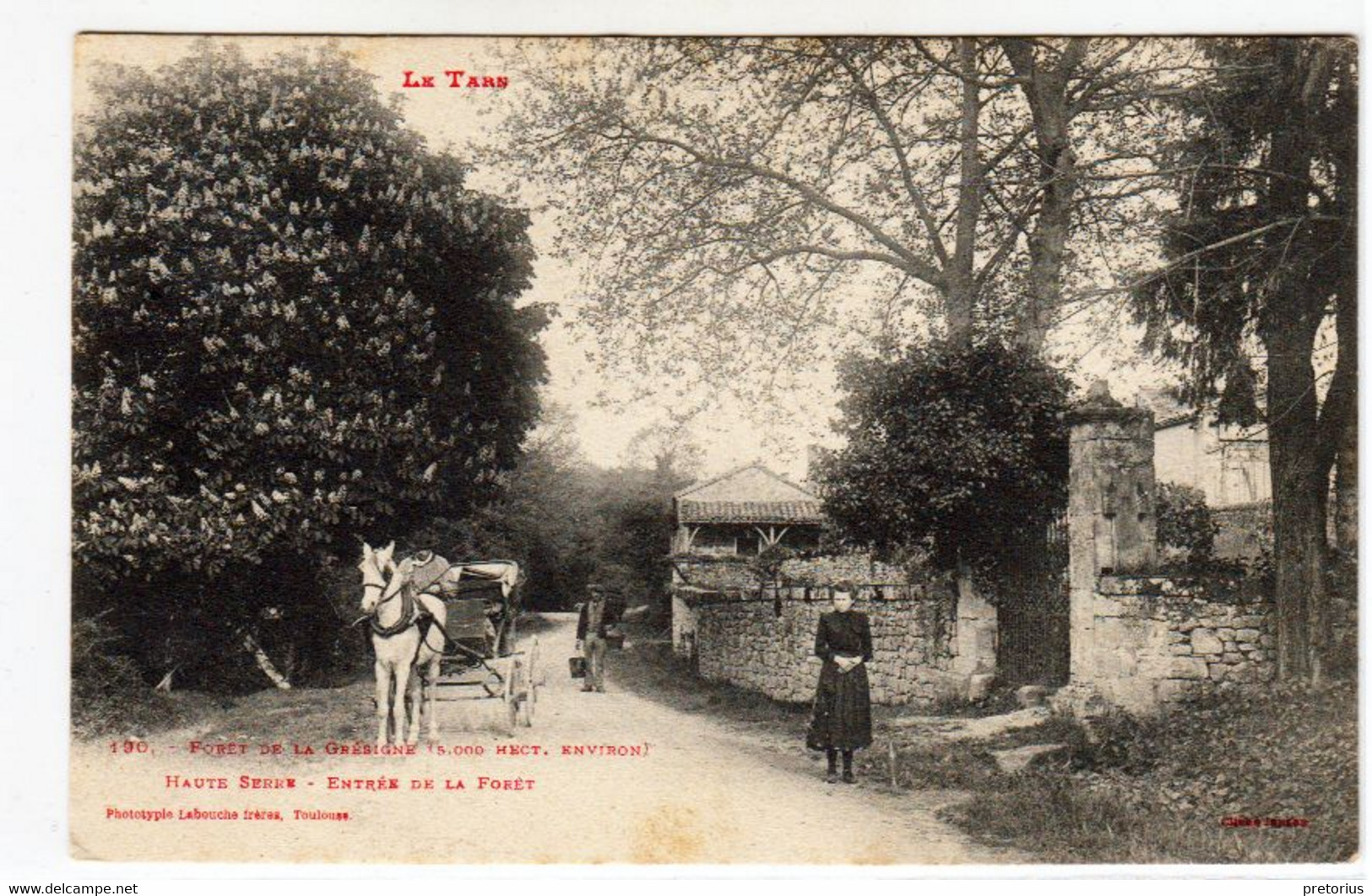 DEPT 81 / CASTELNAU DE MONTMIRAIL - FORET DE LA GRESIGNE - Castelnau De Montmirail