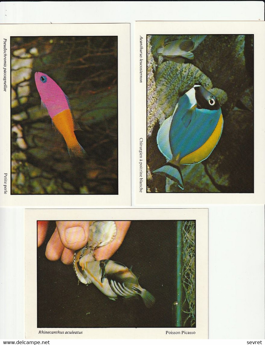 Série Complète De 12 Cartes POISSONS CORALLIENS - Extrait Du Livre "Le Monde Marin à Domicile" De J. Heidmann - Fish & Shellfish