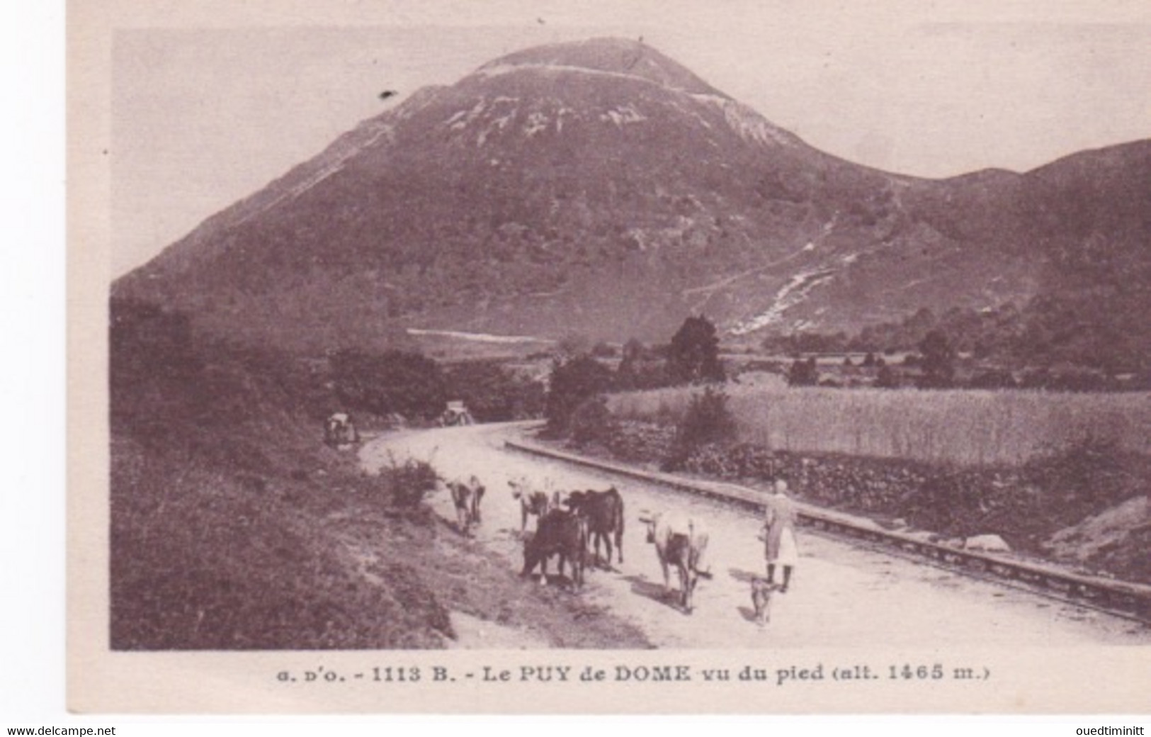 Scène De Vie Paysanne, Vaches Au Puy De Dôme - Breeding