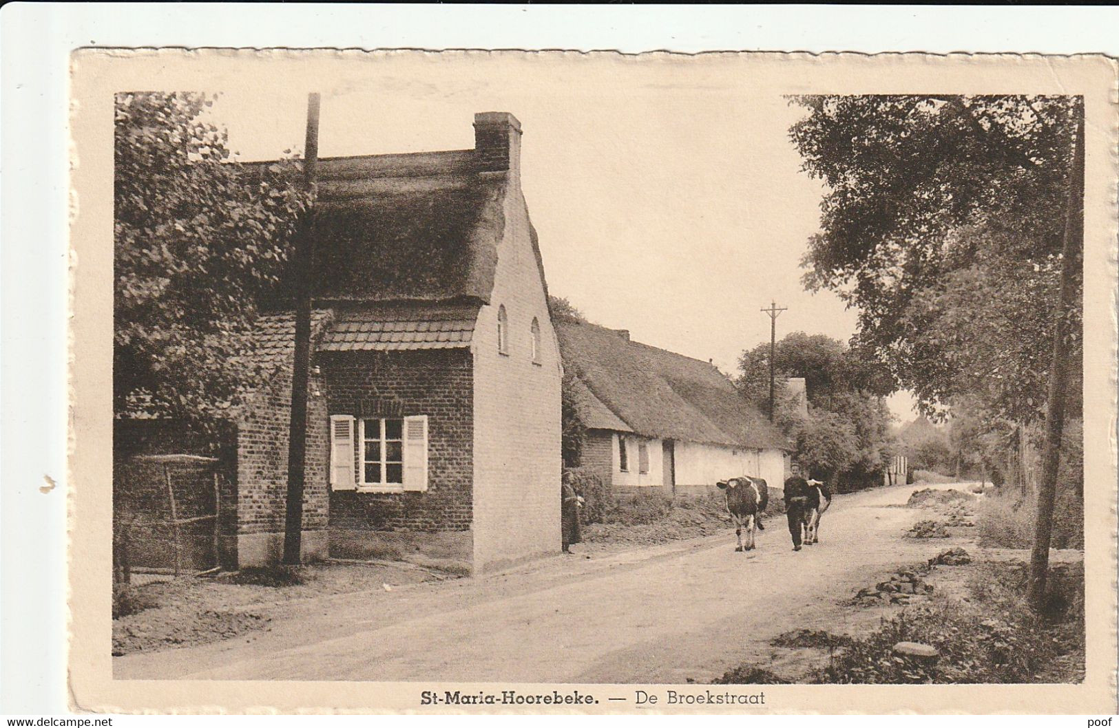 St-Maria-Horebeke : De Broekstraat ( Met Koeien ) - Horebeke