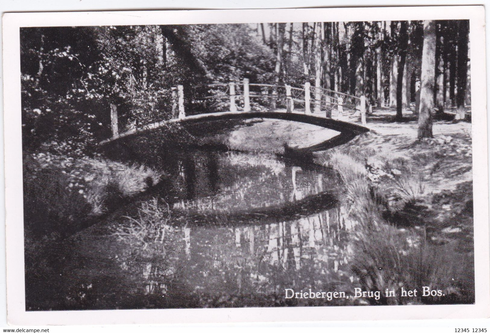 Driebergen, Brug In Het Bos - Driebergen – Rijsenburg