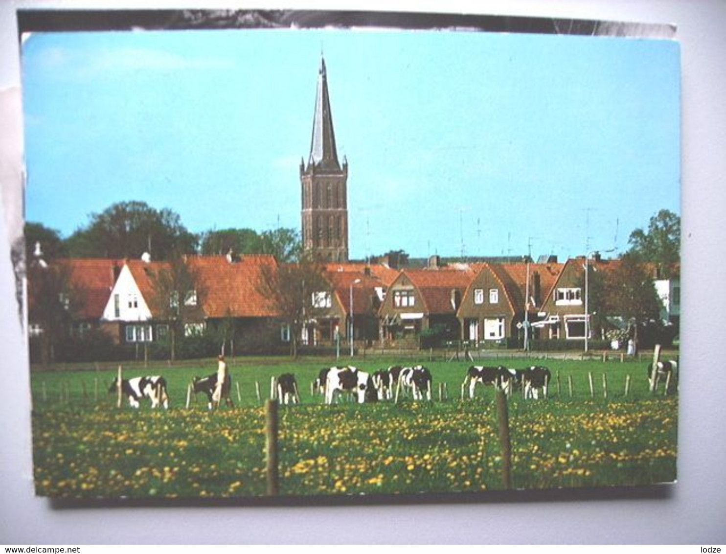 Nederland Holland Pays Bas Steenwijk Mooi Panorama Met Koeien - Steenwijk