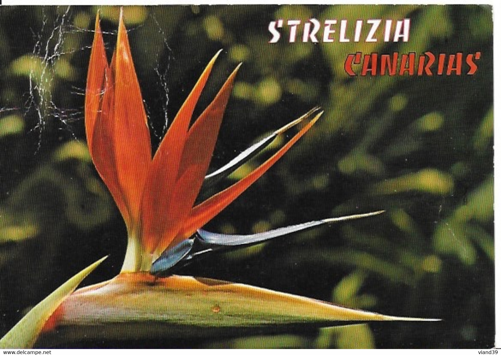 Stralizia - Oiseau De Paradis Iles Canaries - Other & Unclassified