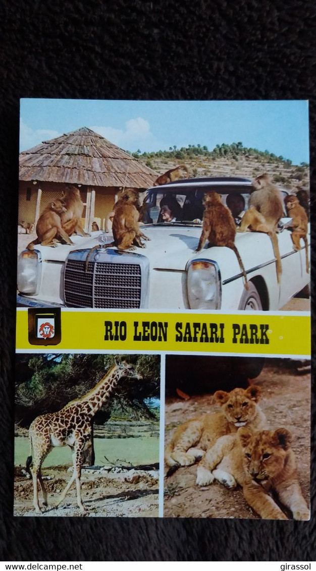 CPSM RIO LEON SAFARI PARK SINGE GIRAFE LIONCEAU AUTO VOITURE MERCEDES - Lions