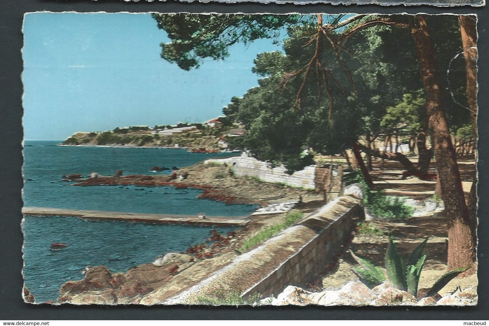 N° 44-4  - Carqueiranne - Le Bord De Mer Et Les Pins Penchés - Gar41 - Carqueiranne