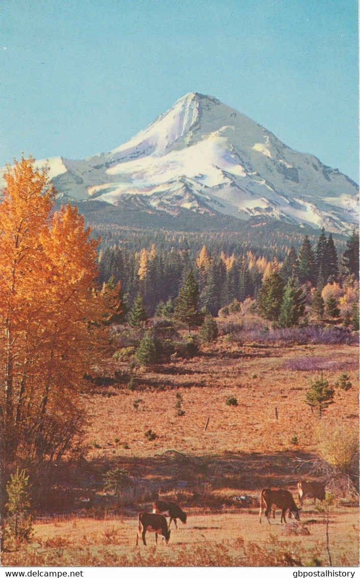 USA Ca. 1960/70 Superb Mint Coloured Pc „Mt. Hood, Oregon“ - Sonstige & Ohne Zuordnung