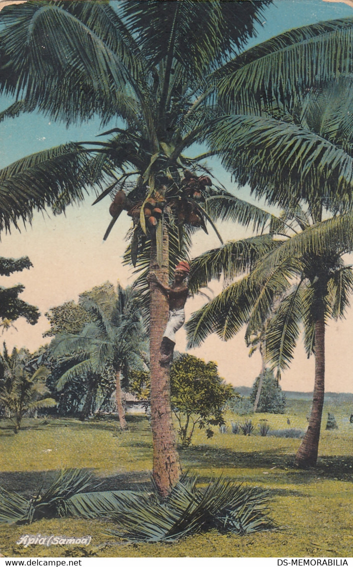 Samoa Apia Coconut Tree Cca.1910 - Samoa