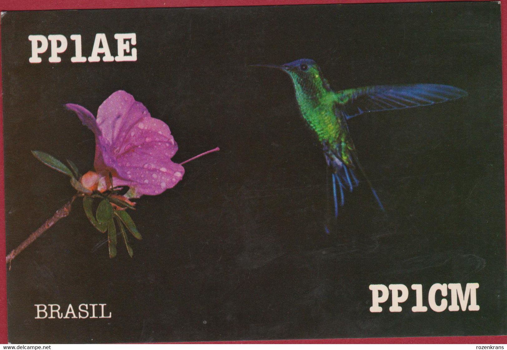 QSL Card Amateur Radio Station Funkkarte Kolibri Colibri Hummingbird Beija Flor Brasil Brazil Brasil 1983 - Amateurfunk