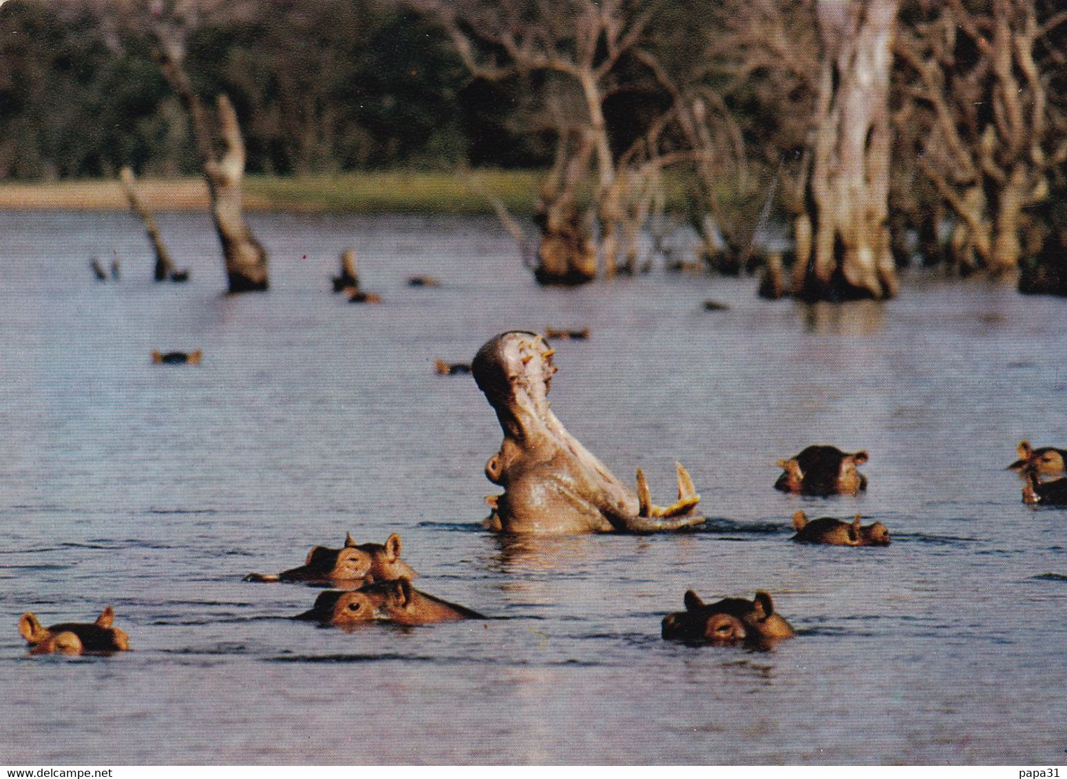 Le Bâillement De L'HIPPOPOTAME - Hippopotamuses