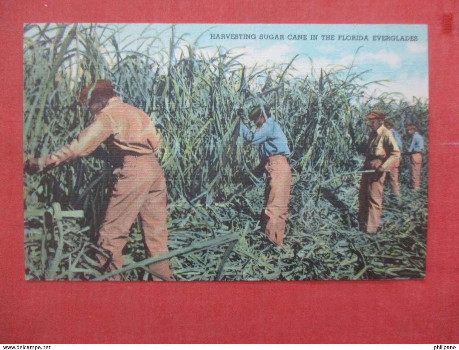 Black Americana     Harvesting Sugar Cane In The Florida Everglades >  Ref 4807 - Black Americana