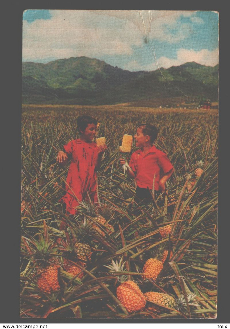 Field Ripe Pineapples - Hawaï