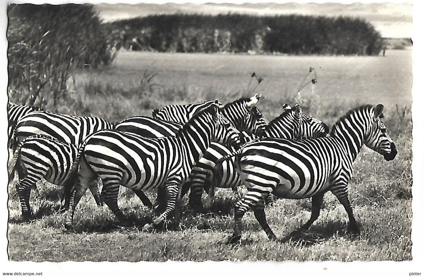 Faune Africaine - Troupeau De ZEBRES - Zebras