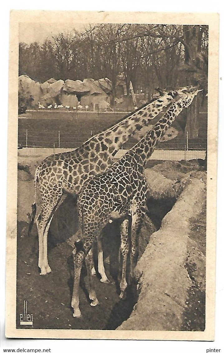 GIRAFE - Parc Zoologique Du Bois De Vincennes - Girafe Piralta Et Girafe Tippelskirki - Giraffes