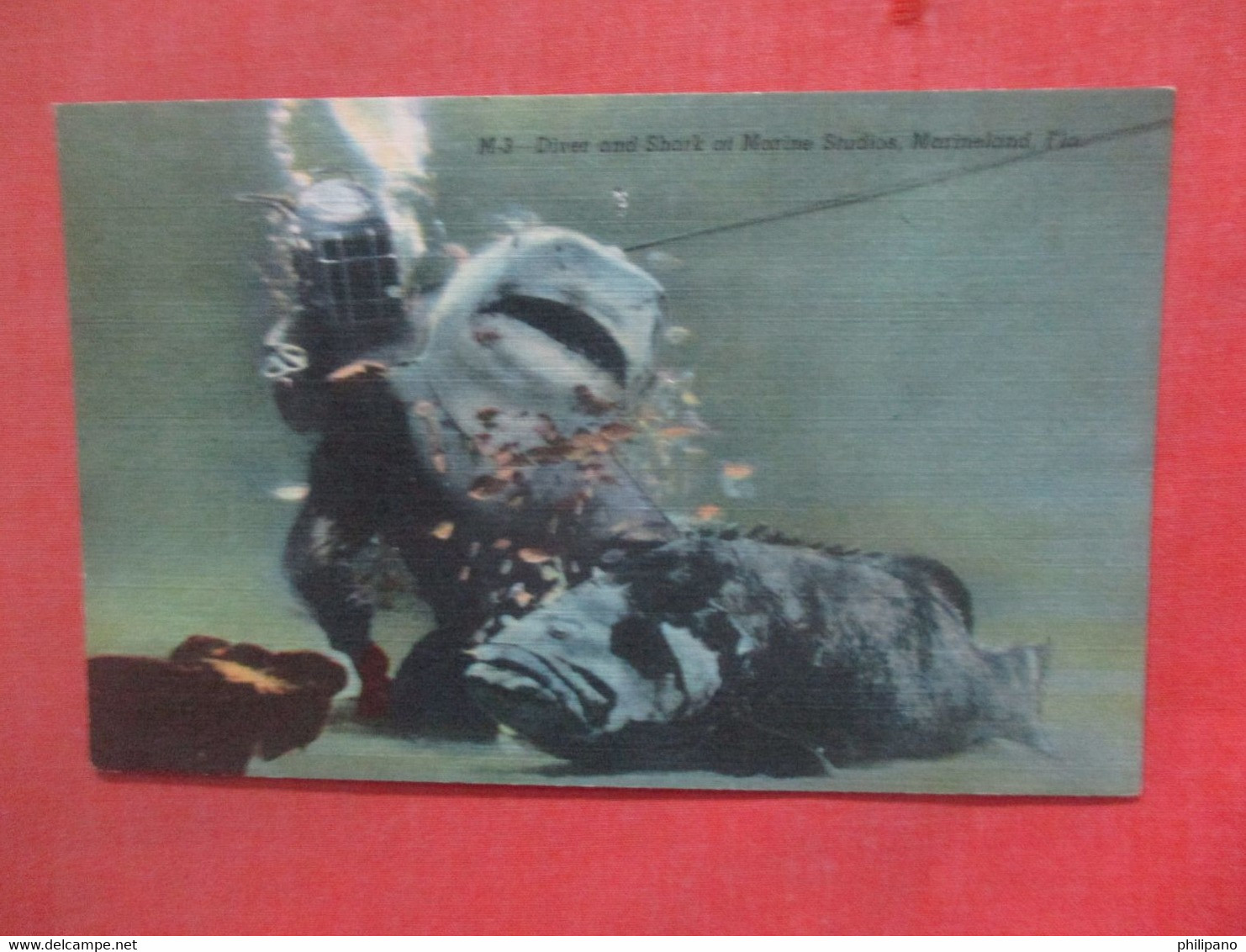 Diver & Shark At Marine Studio Marineland   Has Pin Hole  Florida   Ref 4811 - Bradenton