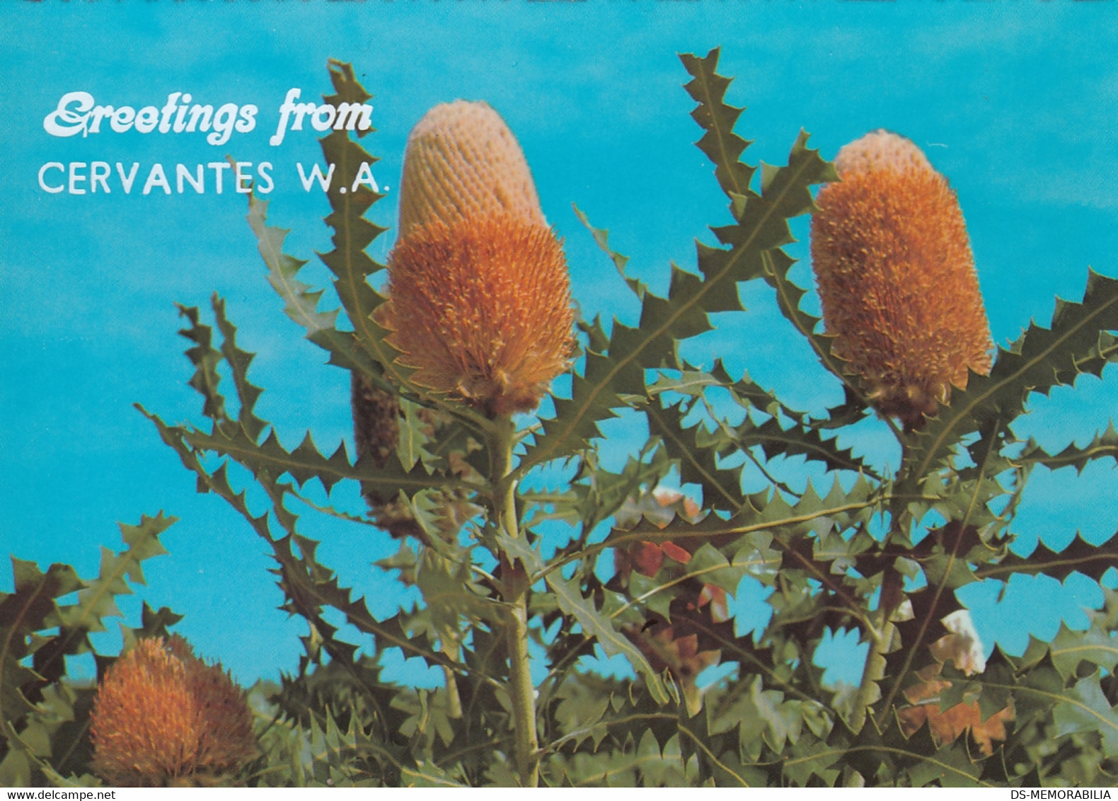 Cervantes - Banksia - Sonstige & Ohne Zuordnung