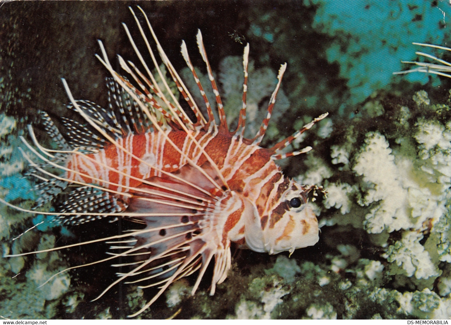 The Great Barrier Reef - Winged Firefish ( Pterois Volitans ) 1976 - Great Barrier Reef