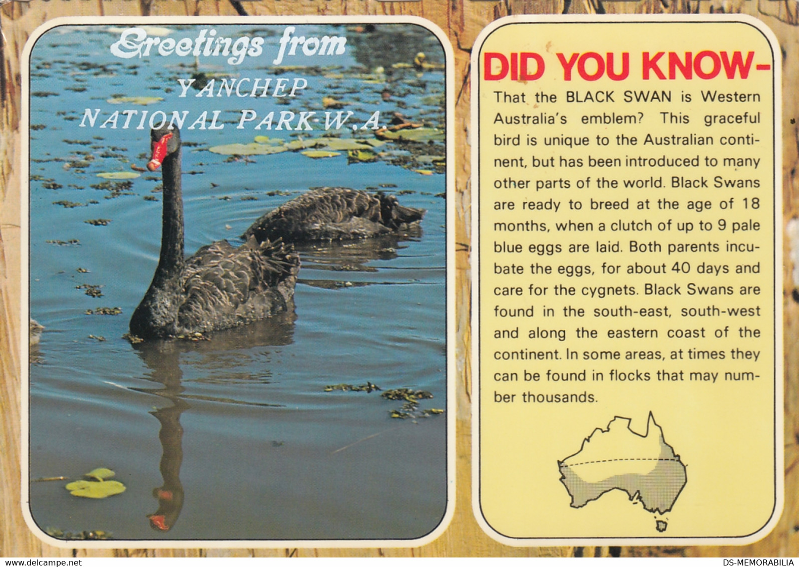 Yanchep National Park - Australian Black SWan - Autres & Non Classés