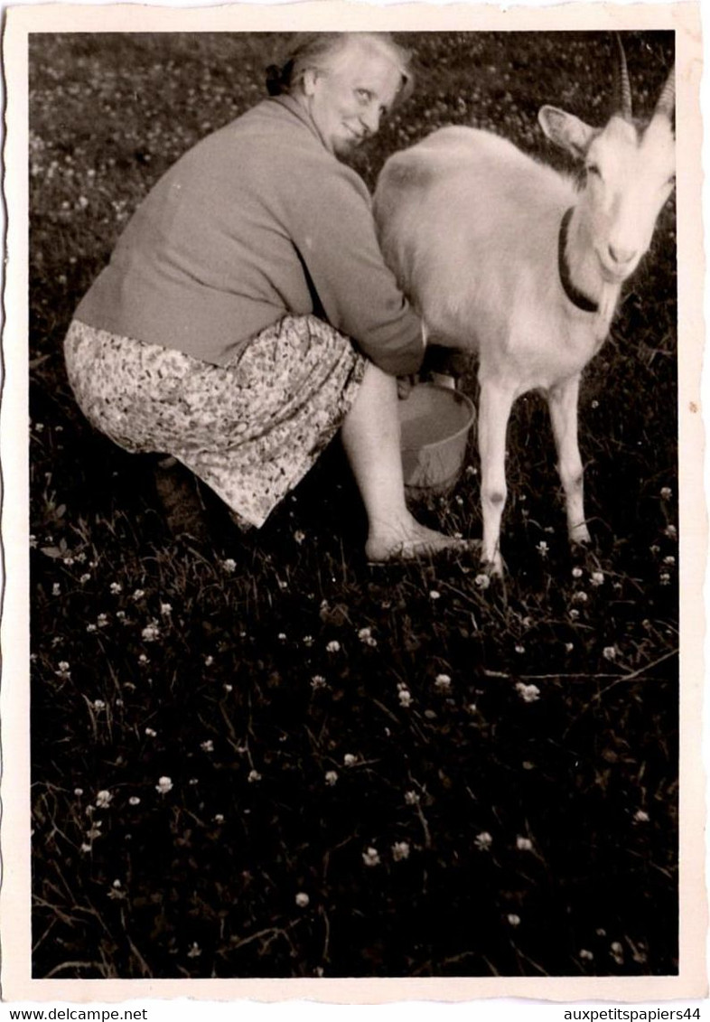 Photo Originale Monde Paysan, Femme à La Traite De Sa Chèvre Sur Un Champ De Trèfles En Fleurs Vers 1950/60 - Beroepen