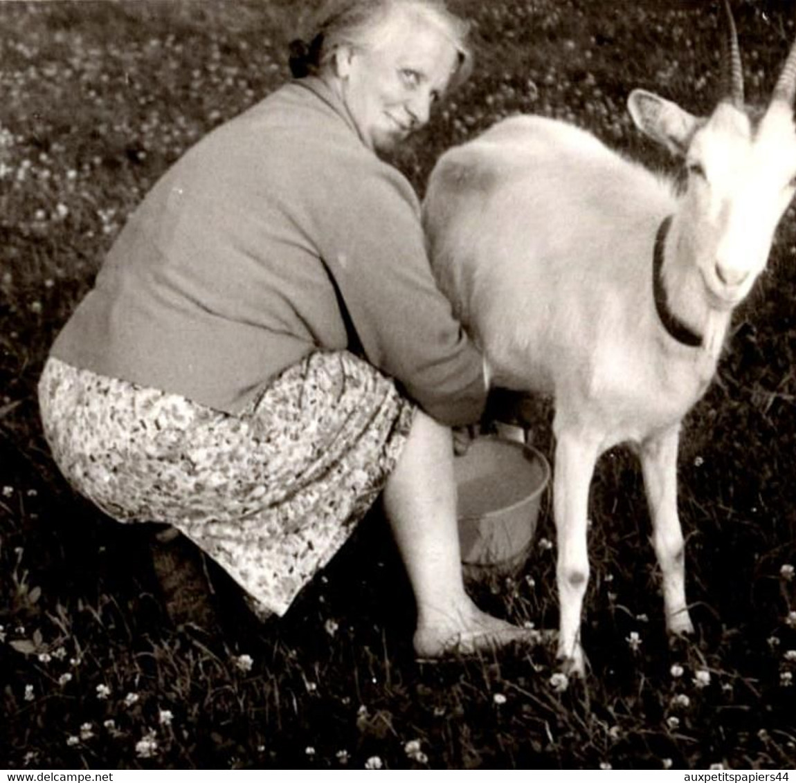 Photo Originale Monde Paysan, Femme à La Traite De Sa Chèvre Sur Un Champ De Trèfles En Fleurs Vers 1950/60 - Beroepen