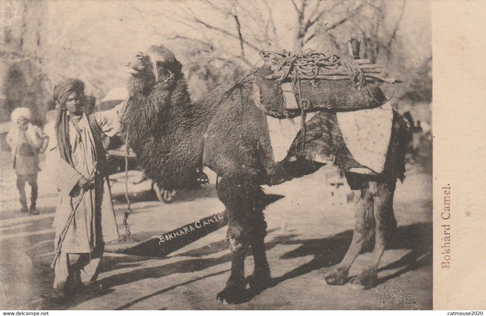 India Postcard Bokhard Camel With Driver - India