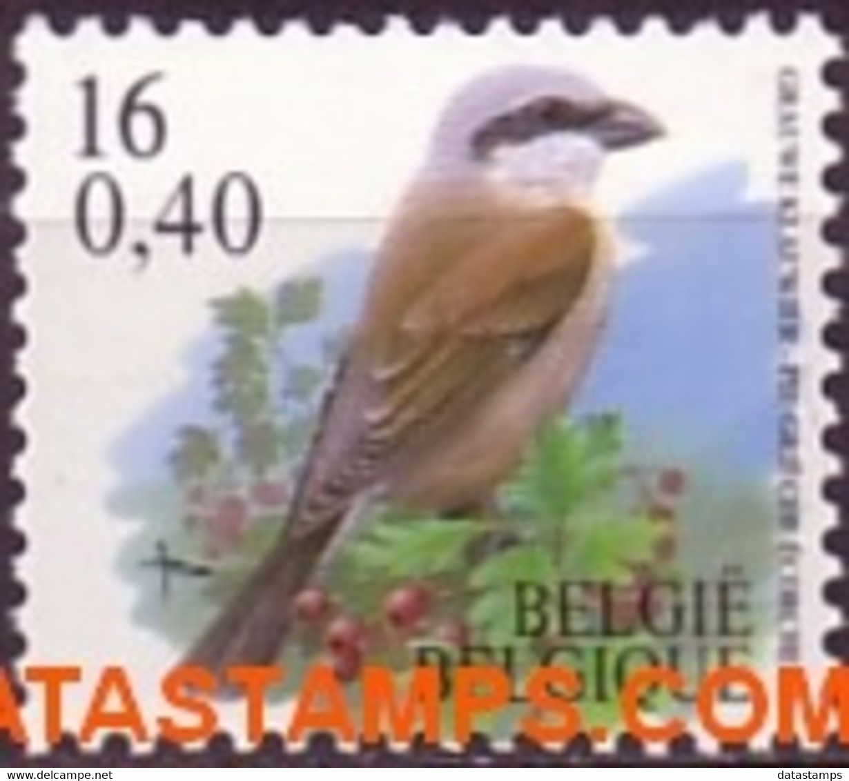 België 2000 - Mi:2982, Yv:2933, OBP:2931, Coil Seal - XX - Birds Gray Shrike - 1985-.. Vogels (Buzin)