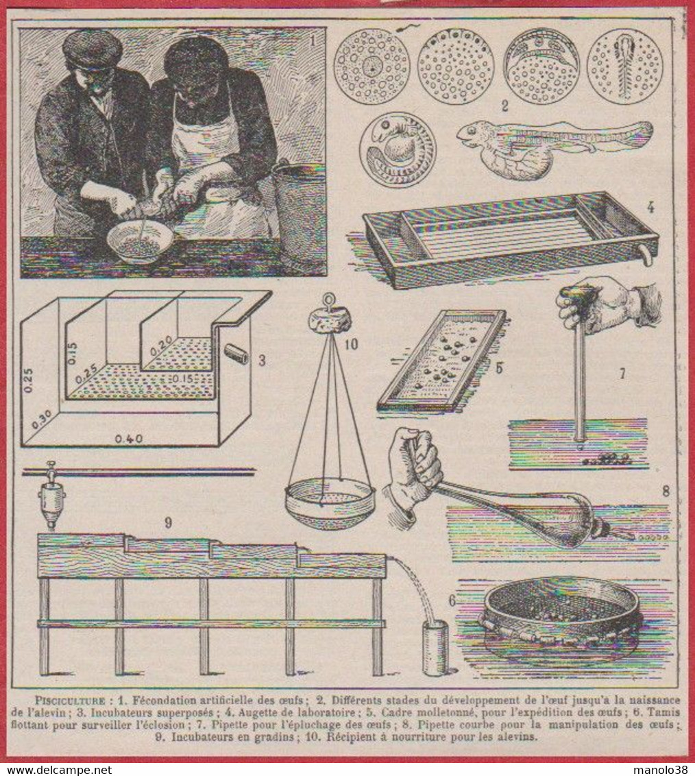 Pisciculture. Fécondation Artificielle Des œufs. Différents Stade De Développement De L’œuf. Alevin ... Larousse 1922. - Documents Historiques