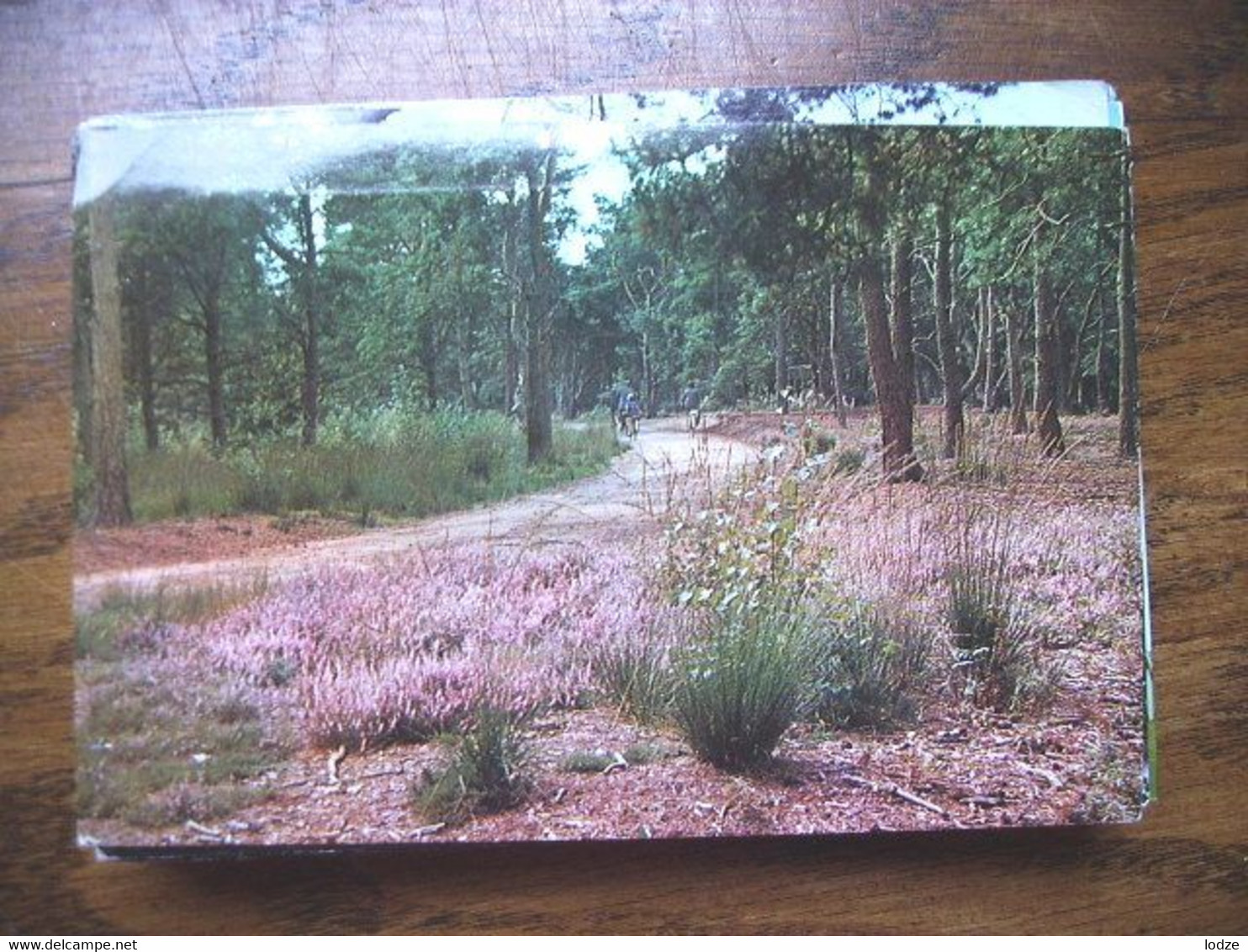 Nederland Holland Pays Bas Aalten Achterhoek Met Wandelaars In Het Bos - Aalten