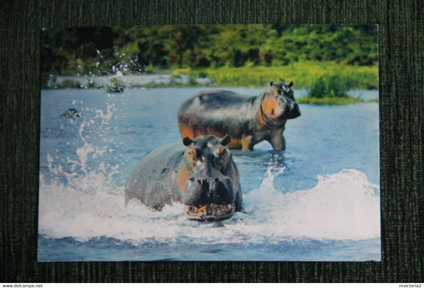 FAUNE AFRICAINE : HIPPOPOTAMES - Ippopotami