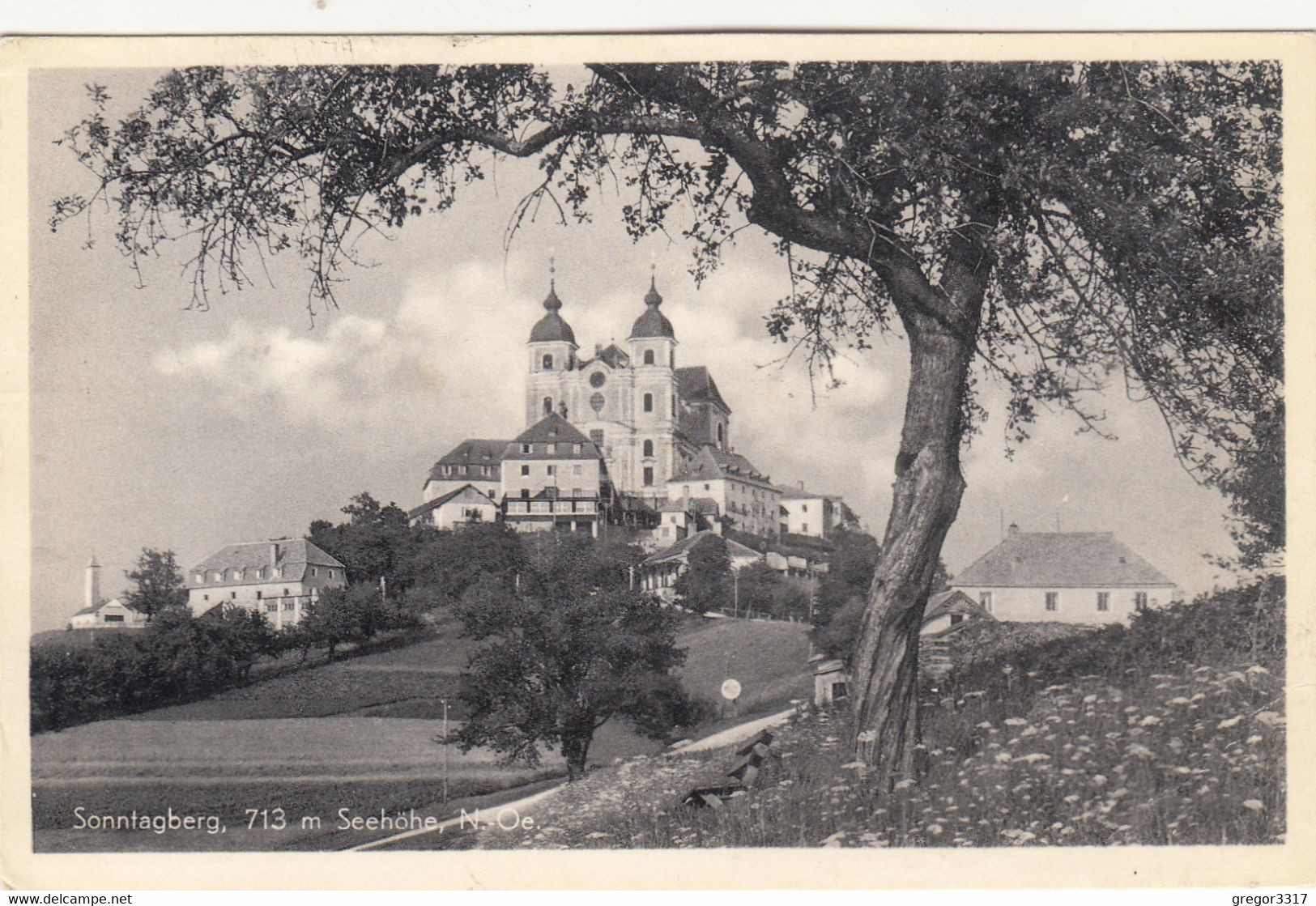 2285) SONNTAGSBERG - NÖ - Häuser Blühende Wiese U. Baum ALT 09.07.1956 - Sonntaggsberg