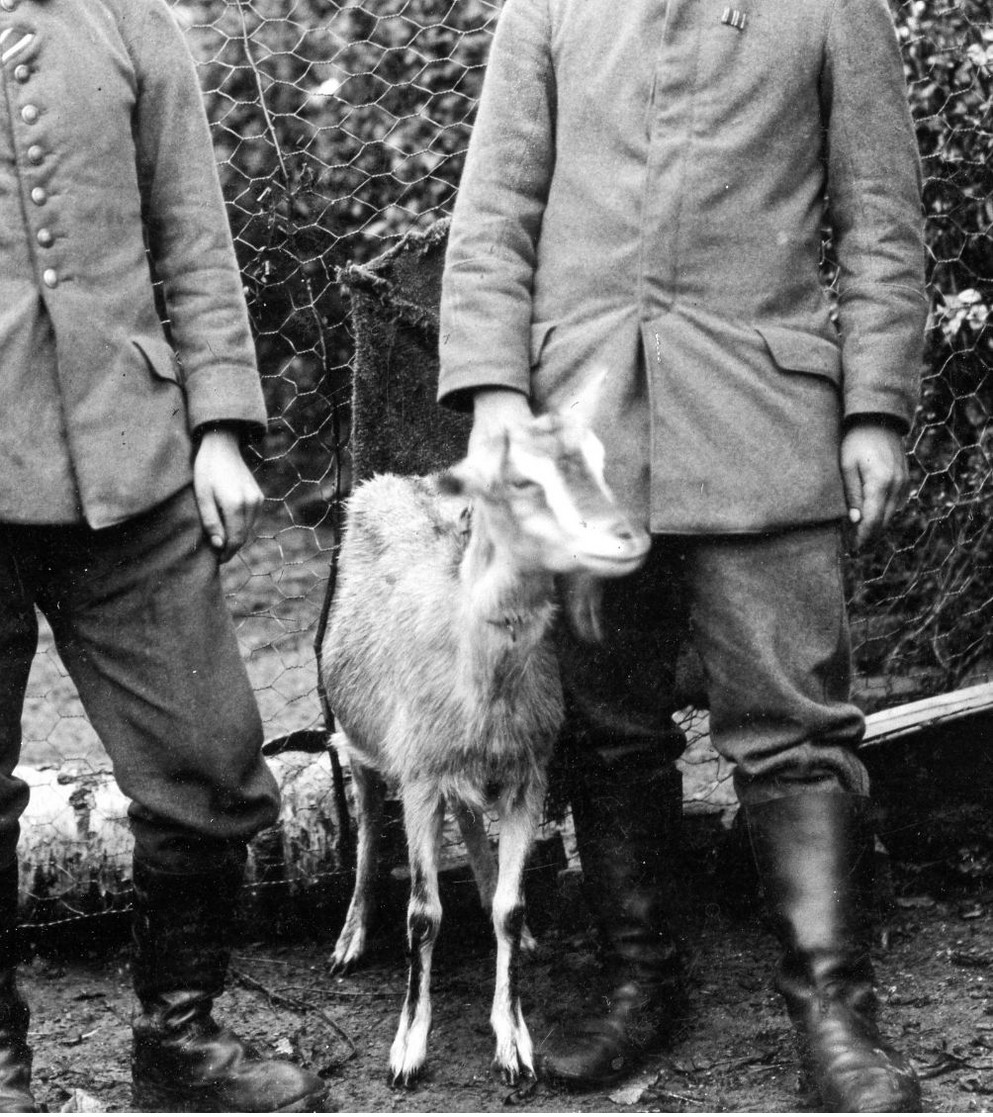14-18.WWI - Carte Photo Allemande - Frontfoto  Soldaten Mit Ziege Goat - Guerra 1914-18