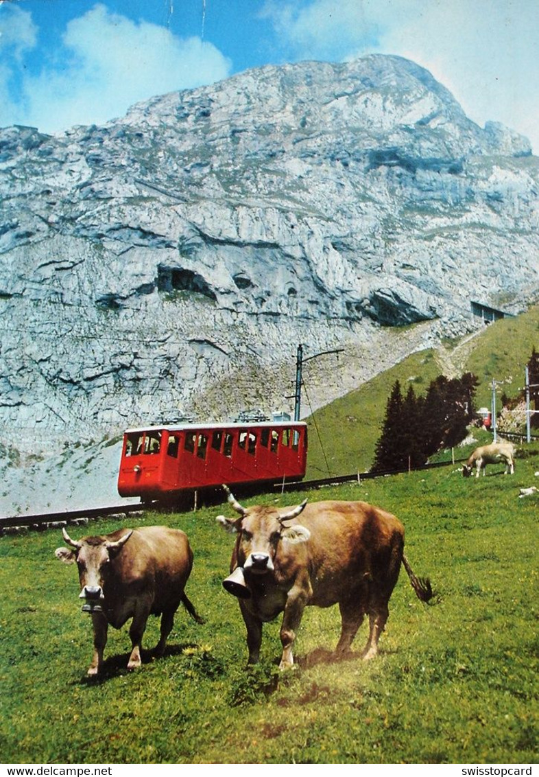 PILATUS-BAHN Kühe - Andere & Zonder Classificatie