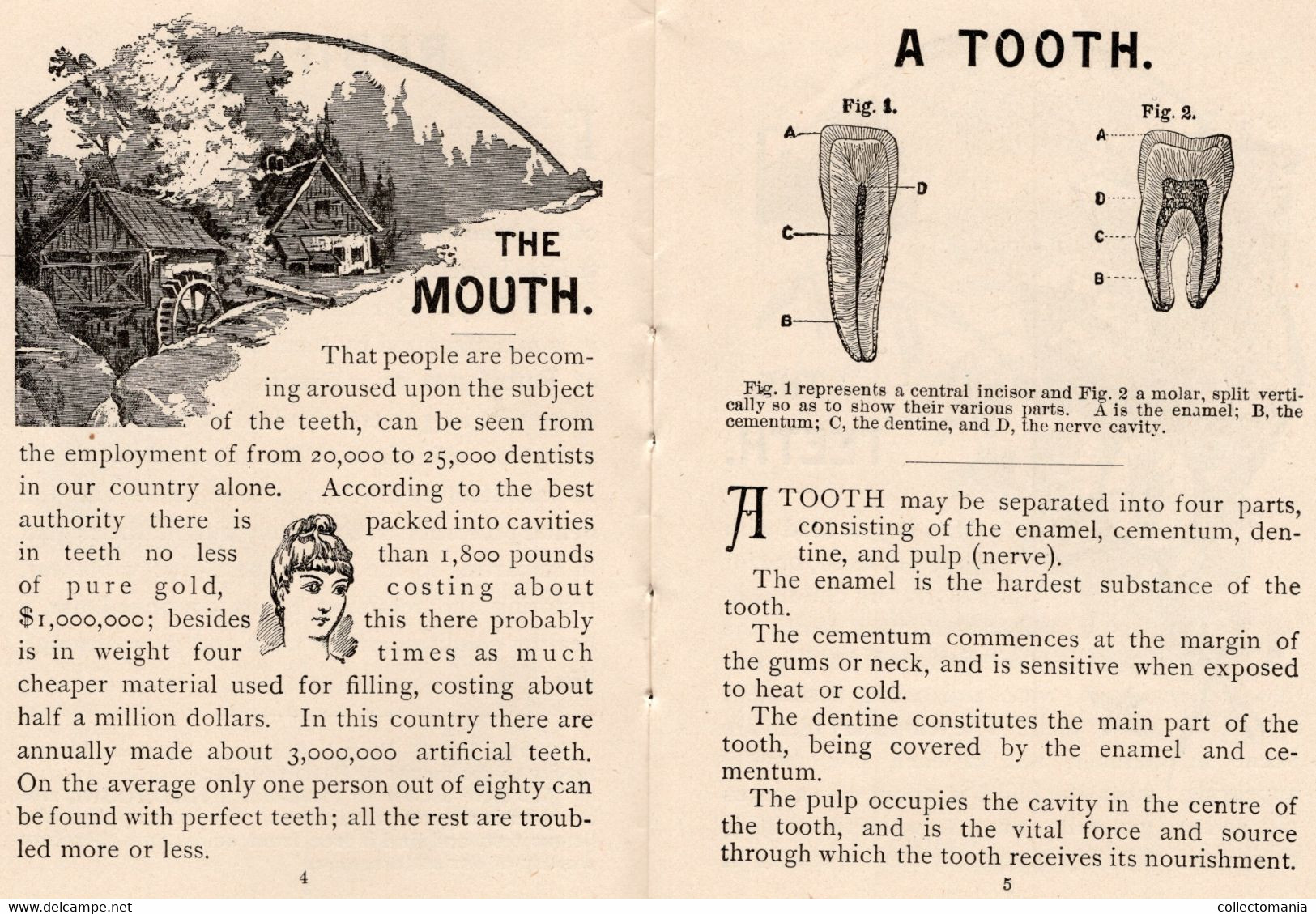 1 Carnet Booklet  The Teeth  E.W.Hoyt  & C° 1891 Rubifoam Tooth Powder Dentist Dentifrice - Vintage (until 1960)
