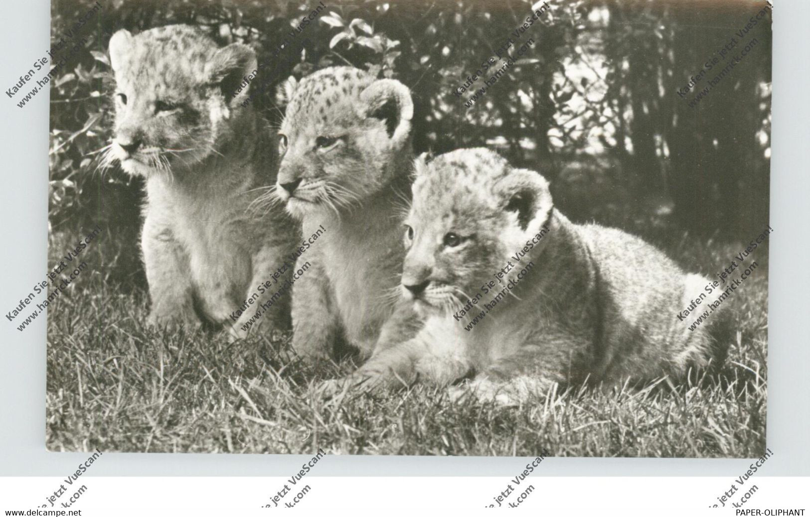 2000 HAMBURG - STELLINGEN, Hagenbecks Tierpark / Zoo, Löwenbabys - Stellingen