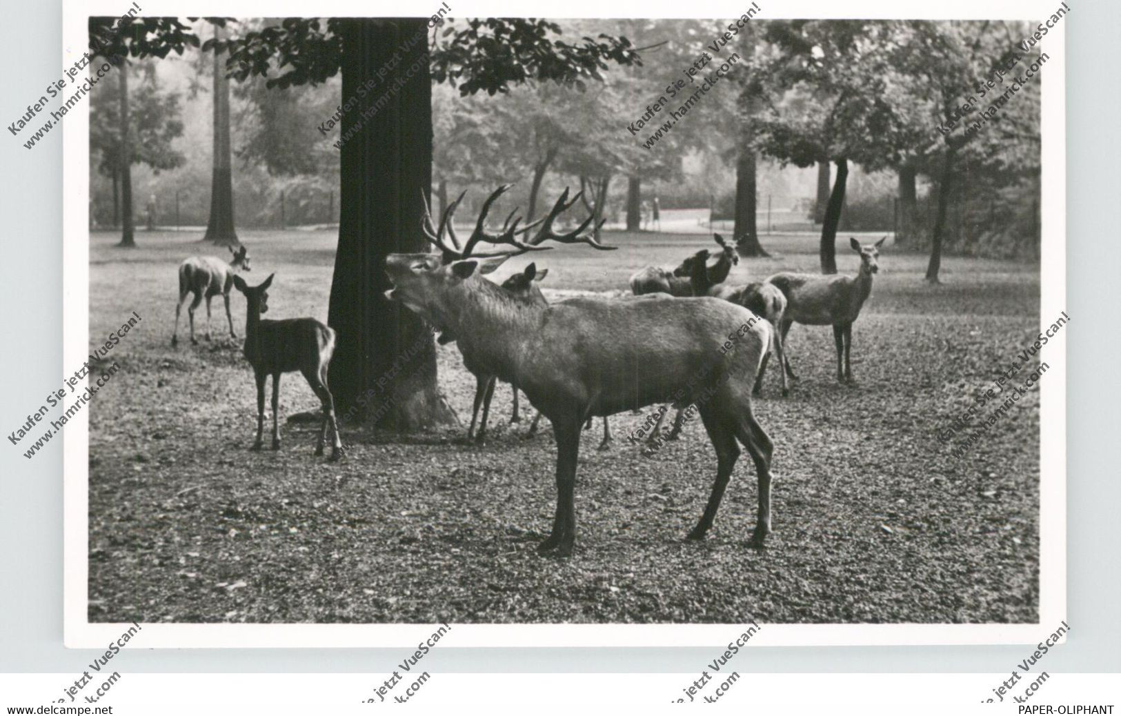 2000 HAMBURG - STELLINGEN, Hagenbecks Tierpark / Zoo, Rothirsche - Stellingen